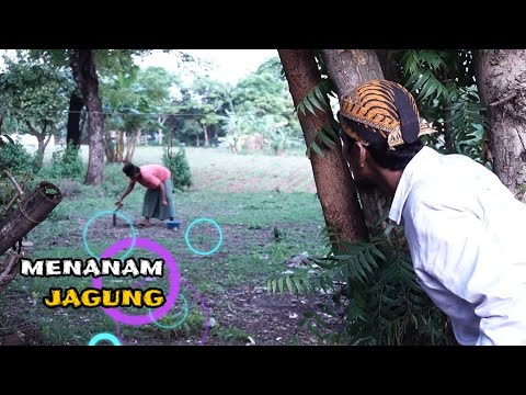 madura-lucu-menanam-jagung