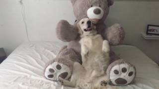 Trust fall into a teddy bear