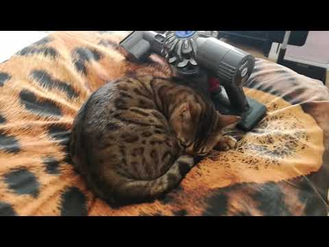 Bedford the Cat Takes a Nap With the Vacuum Cleaner