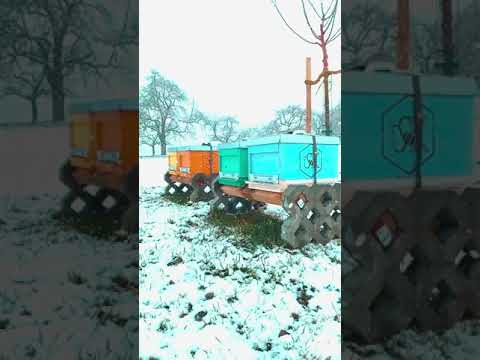 Zimovanje pčela - Wintering bees