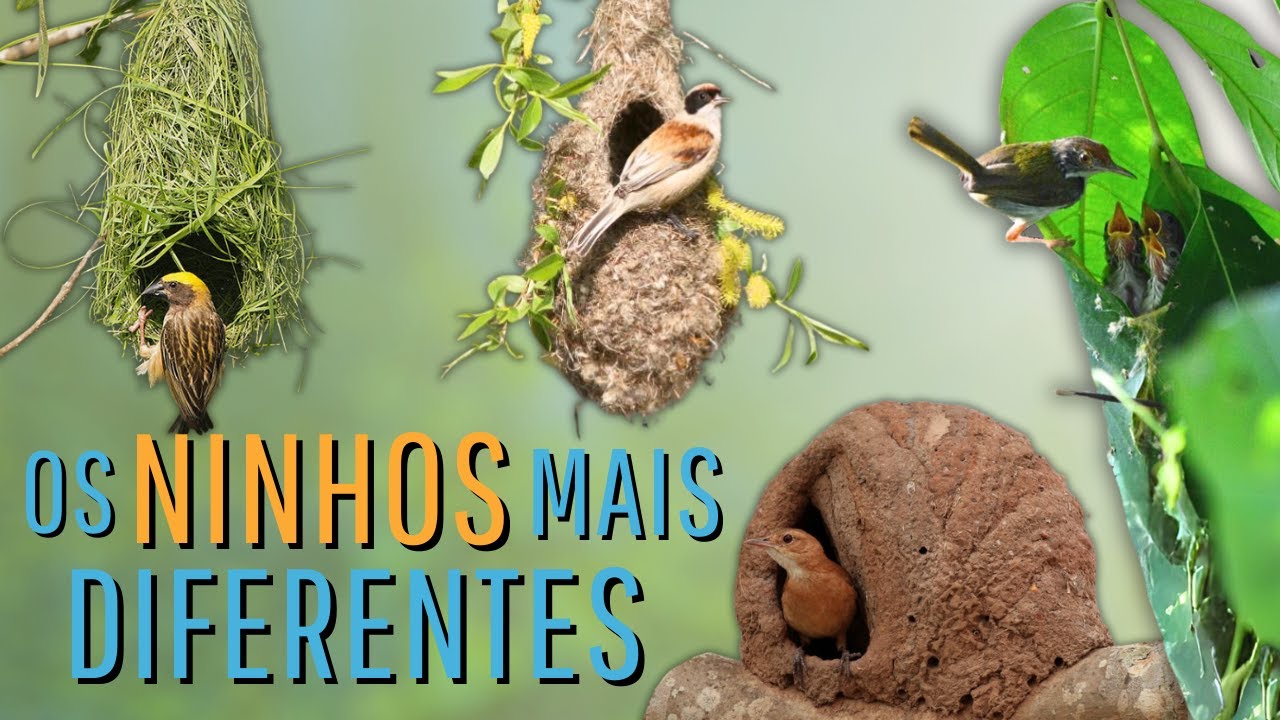 OS 8 NINHOS MAIS DIFERENTES E INCRÍVEIS CONSTRUÍDOS PELAS AVES