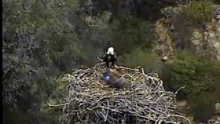 PH-I&#39;LL SPOIL BRAVEHEART IF I WANT TO.wmv