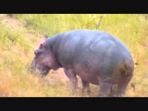 Hippo:  big yawn and flip's over feet up then leaves for dinner  Jan 29, 2015