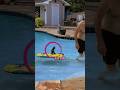 This Little Kitten Loves Swimming In The Pool With Its Dad Shorts