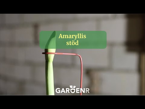 Amaryllisstöd - Trädgårdshacks med GardenR