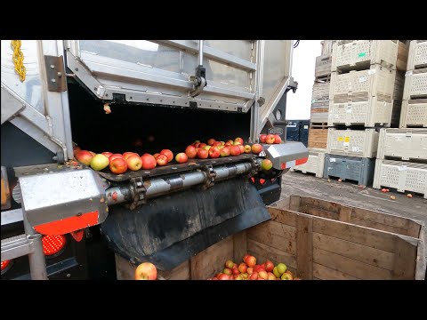 I Love My Job!!! - Apple Hauling