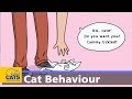 Why Does My Cat Attack My Hand Ain T Misbehaving Episode 4