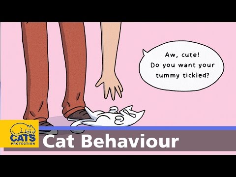 Why does my cat attack my hand? - Ain’t Misbehaving episode 4