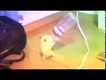 Dancing Hamster Meme but only the music