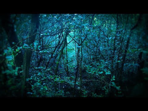 Rain in Forest White Noise | Sleep, Study, Focus | 10 Hours Rainstorm