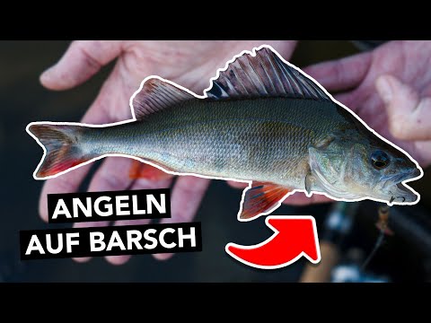 Barschangeln für Einsteiger: Mit diesen Ködern fängt JEDER! 🎣