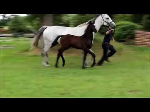 Stutfohlen v. Quality Time TN x Landor S x Capitol I x Landgraf I (FOR SALE)