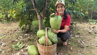 Tempo das graviolas, colhendo graviolas saudáveis para umas das melhores receitas da fruta.