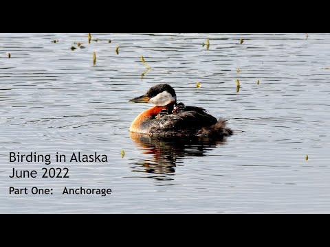 Birding in Alaska 2022 - Part One: Anchorage