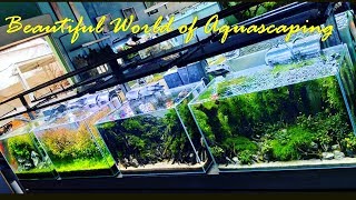 10 Display Baru di Galeri Nickz Aquascape - Bikin Terpana