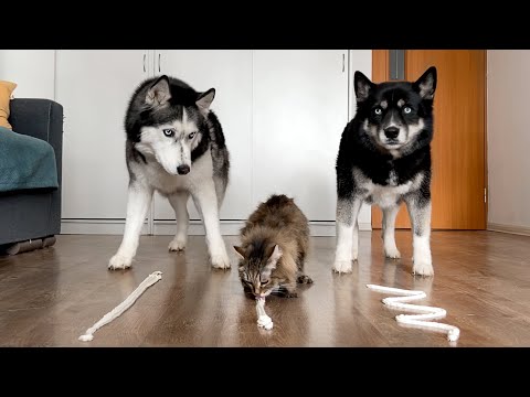 Huskies VS Cats Compete In Eating Cream! Funny Dogs and Cats