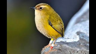 Download lagu KICAUAN burung alam liar paling indah dengan aliran air untuk terapi, rileksasi,ketenangan #15 mp3 Download lagu KICAUAN burung alam liar paling indah dengan aliran air untuk terapi, rileksasi,ketenangan #15 mp3