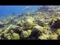 Diving Tufi - Papua New Guinea 2013