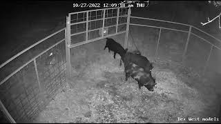 Hog trapping using the hogg boss trapping system