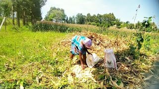 African Village Life| MAIZE HARVESTING SEASON #villagelife #lifestyle #africa #world