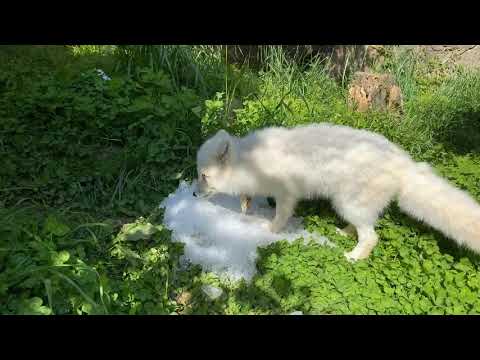 Zoo EDventures: Arctic Foxes