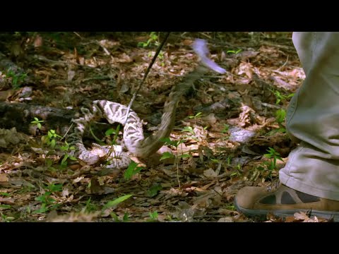 Łowcy jadu - Grzechotnik wyczuwa adrenalinę