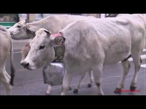 ORE 14,00 PASSA LA TRANSUMANZA DELLA VALLE VERMENAGNA A ROBILANTE. (CN) SAB. 30 - 10 - 2021.