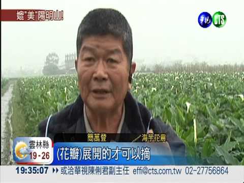 媲"美"陽明山! 宜蘭五結海芋盛開