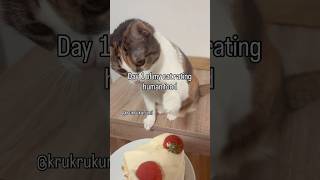 Day 1 of my cat rating human food #cat #katze #ねこ #funny #cute #ねこのいる生活 #funnycats