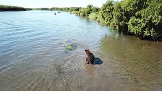 preview picture of video 'Камчатка, река большая. Медведь на реке.'