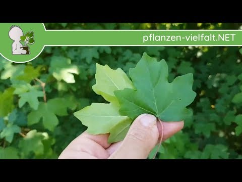 Feldahorn - Blatt/Blätter - 09.05.18 (Acer campestre) - Bäume (Blätter) bestimmen