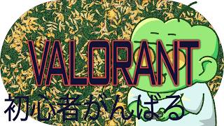 VALORANTをやりますよゲリラ w/にこ,わむお,アルト,パピ