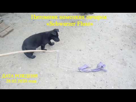 Diego & Diter питомник Schwarzer Fluss. Два черных щенка немецкой овчарки.
