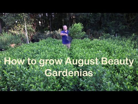 How to grow August Beauty Gardenia with a detailed description