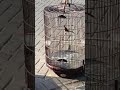 Trotol Jahat Tetap Tegak Menantang Tak Hiraukan Sekitar