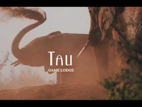 Footage courtesy of Tau Game Lodge