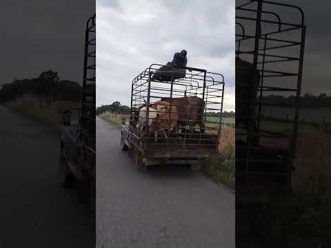 espresso boiadeiro sul Tocantins Araguaçu capital gado branco