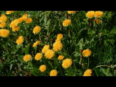 download lagu mp3 mp4 Common British Garden Flowers, download lagu Common British Garden Flowers gratis, unduh video klip Common British Garden Flowers