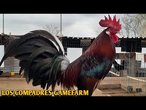 Claret Grey Murphy - LOS COMPADRES FARM