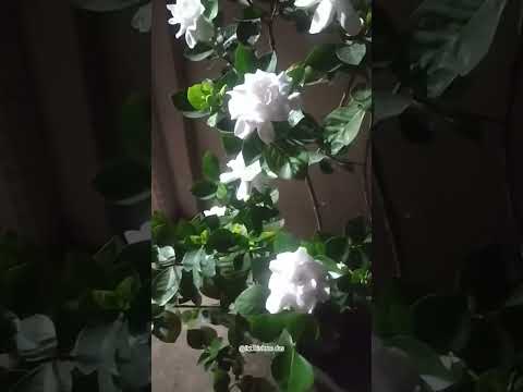 beautiful sugandha raj flower😱#shortvideo #shorts #flowers