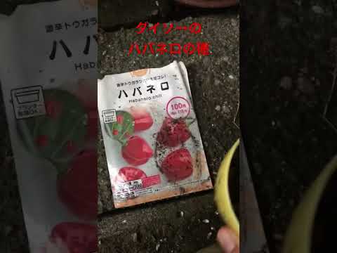 苗にはどんな土を使えばいいのでしょうか？種子の発芽を保証する混合物はこちらです。  庭園