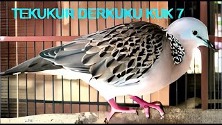 Download lagu SUARA PANCINGAN BURUNG DERKUKU TEKUKUR KUK 7 mp3