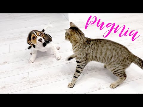 Beagle and Cat Playing / Beagle Cute Moments / Pugnia Pets