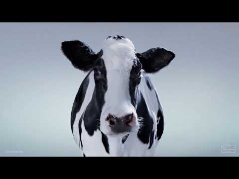 The Frank Barton Company - CGI animals reel 2018