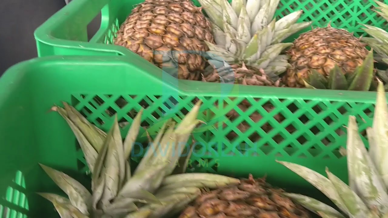 Pineapple processing at one of our off-takers factory.