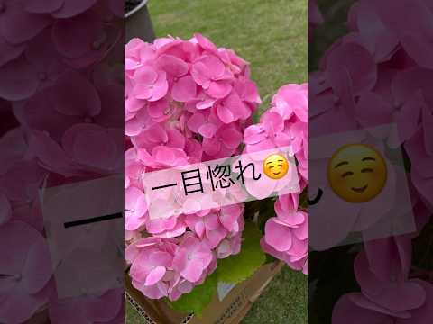 秋に窓辺のプランターに飾る花は何ですか?観賞用の最高峰種！  庭園