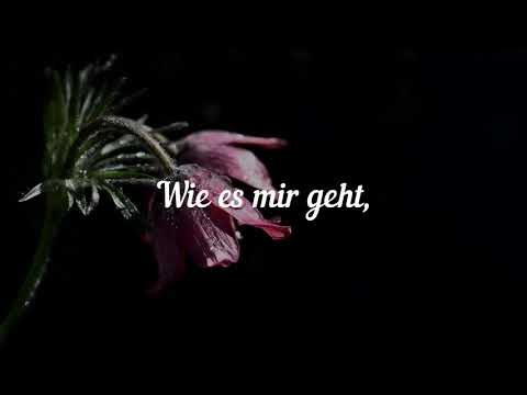 Die Toten Hosen - Nur zu Besuch (Lyrics)