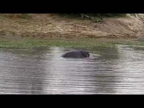 Djuma: Hippos with the two adults mating - 15:03 - 06/25/2022