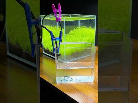 How to drip acclimate shrimp in your aquarium