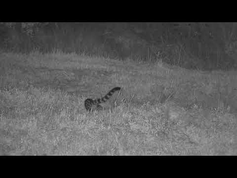 Djuma: Genet sniffing around where Impala ram was eaten by Hyenas - 01:22 - 06/18/21